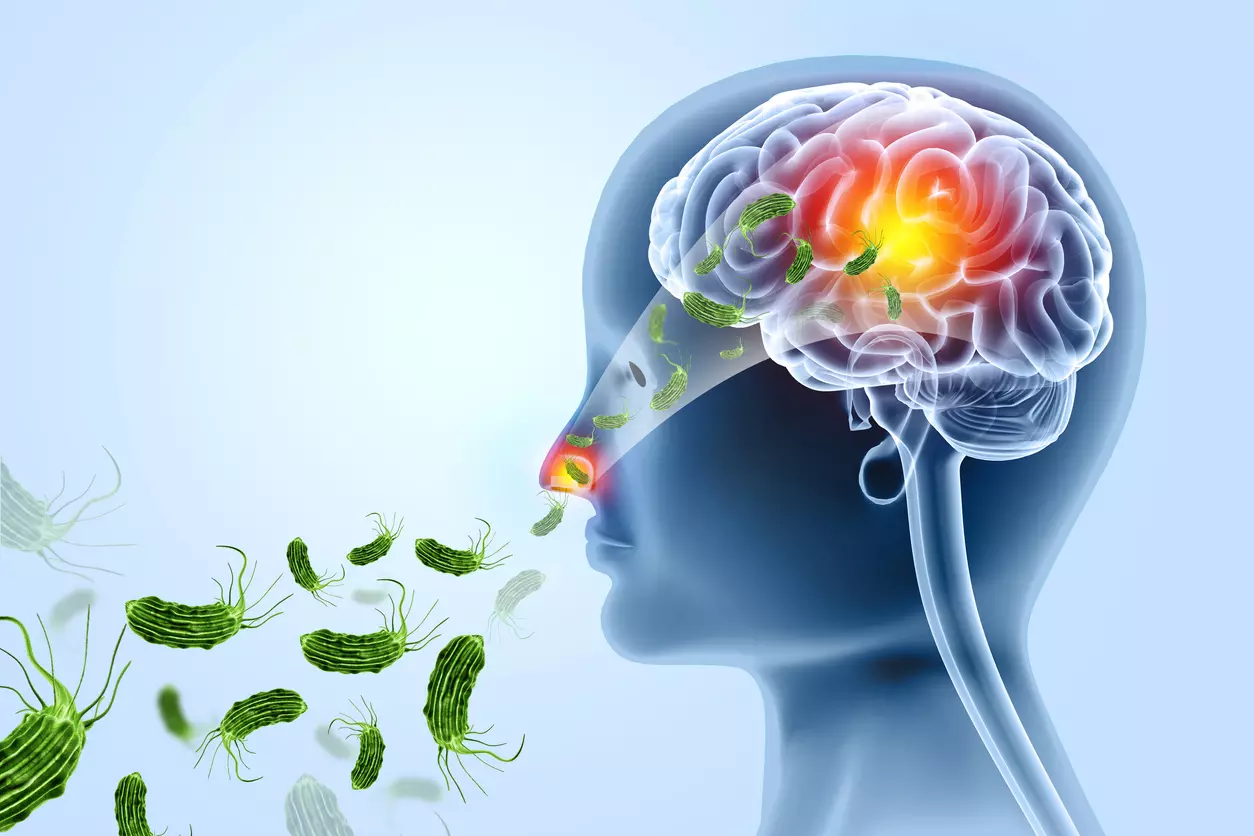 Brain Eating Amoeba